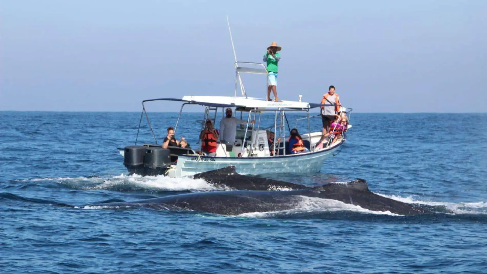 Ballenas Jorobadas